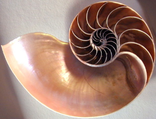 nautilus shell